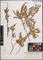 Foto von Salix daphnoides Vill.
